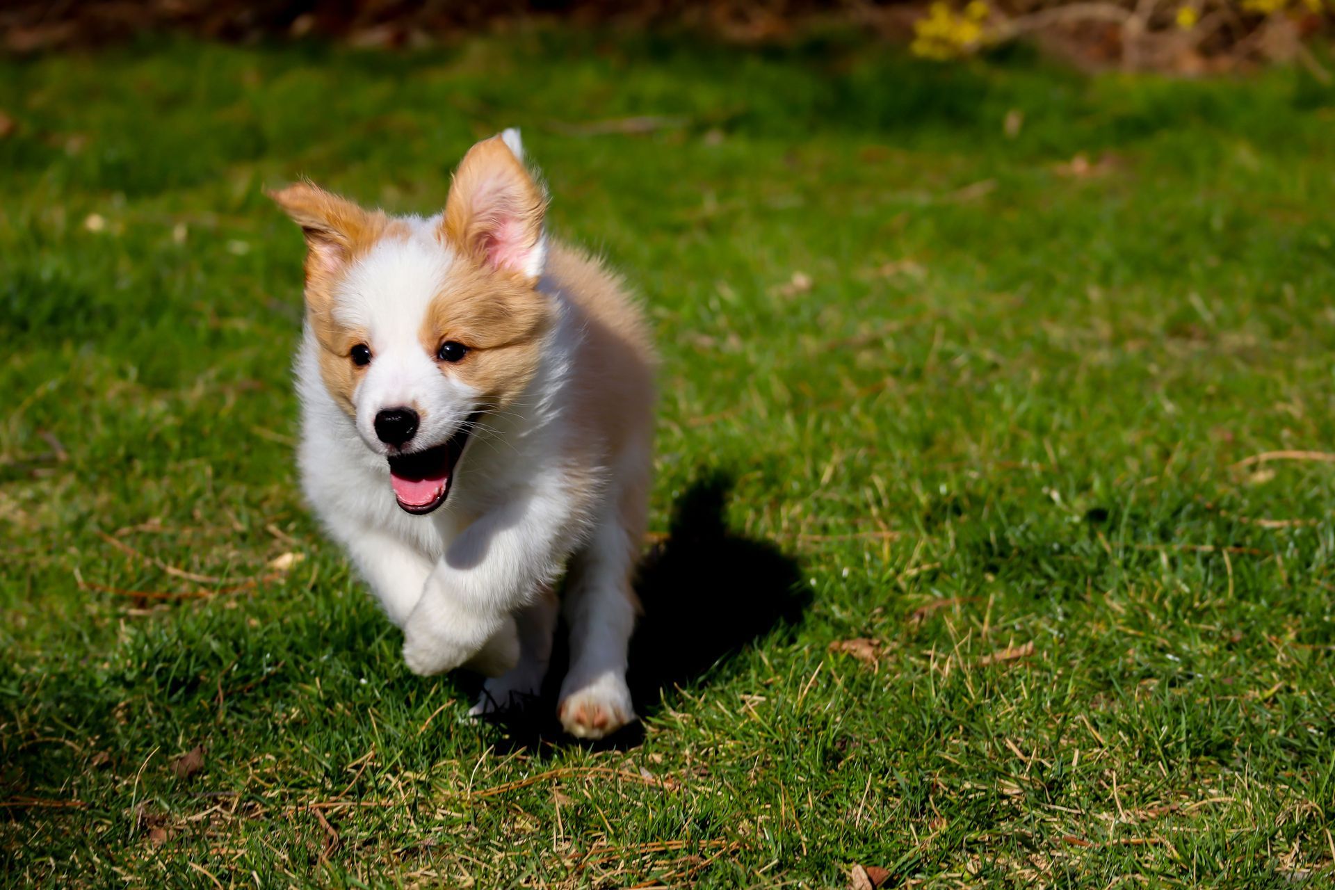 Puppy running across a green lawn