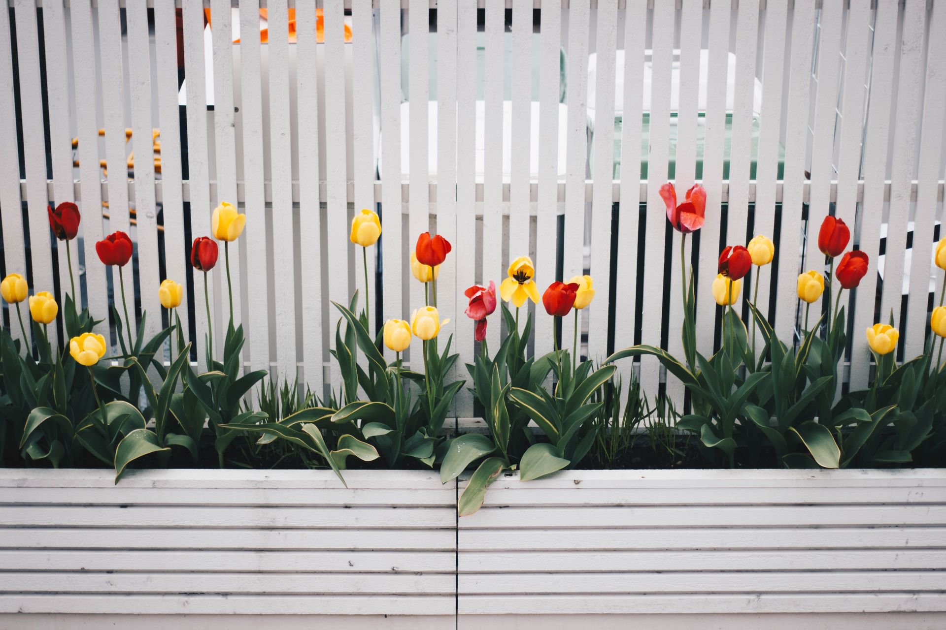 White timber garden fence with tulips in front