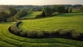 Curving green tea fields with rows of bushes under a hazy sunset sky
