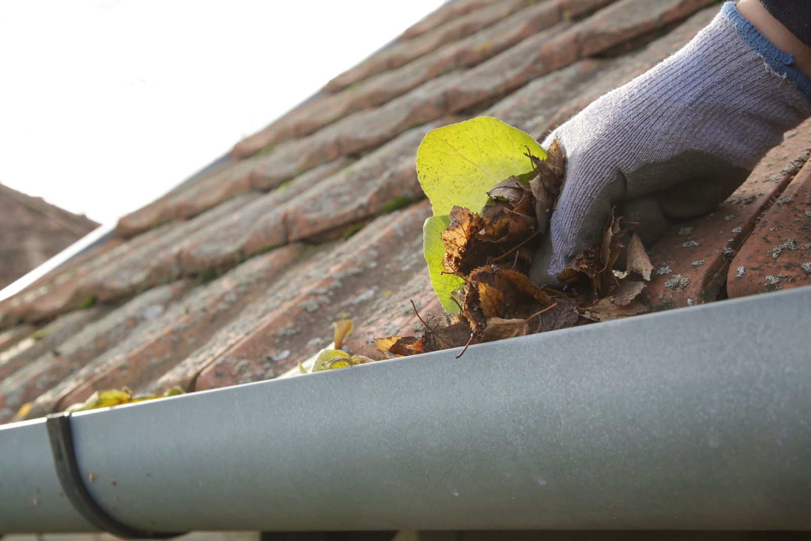 Gloved hand removing yellow leaves from a roof gutter beside brown roof tiles