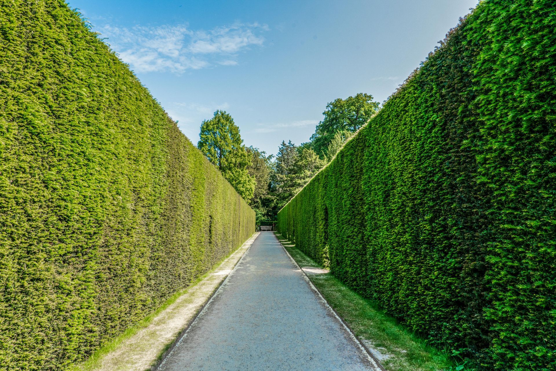Narrow gravel path between tall green hedges under a blue sky