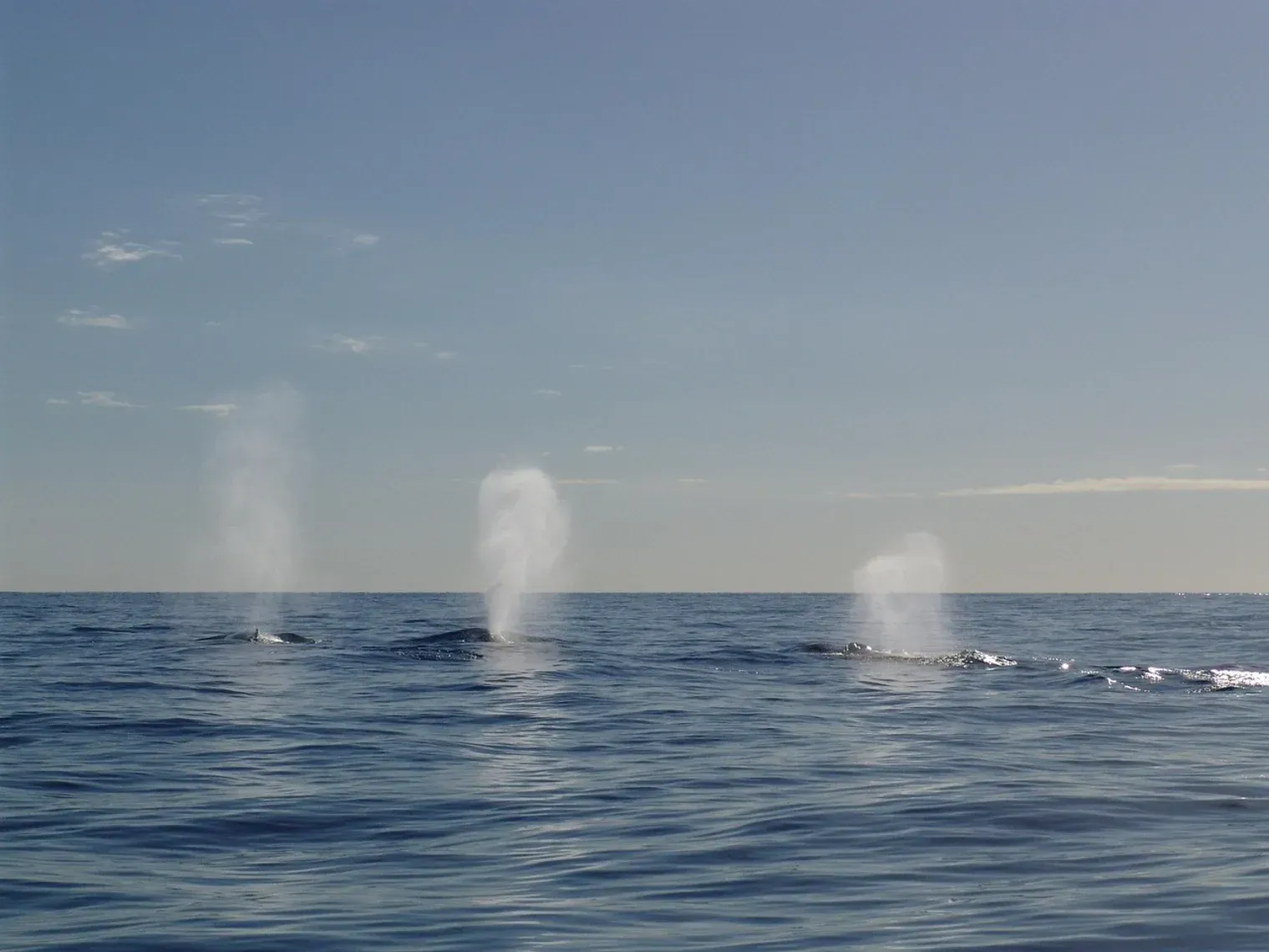 Three whales spouting water simultaneously on the vast, blue ocean horizon under a clear sky - boat rental broadbeach Three whales spouting water simultaneously on the vast, blue ocean horizon under a clear sky - boat rental broadbeach