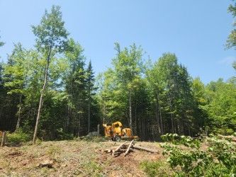 Yellow excavator clearing brush in a forest clearing under a blue sky