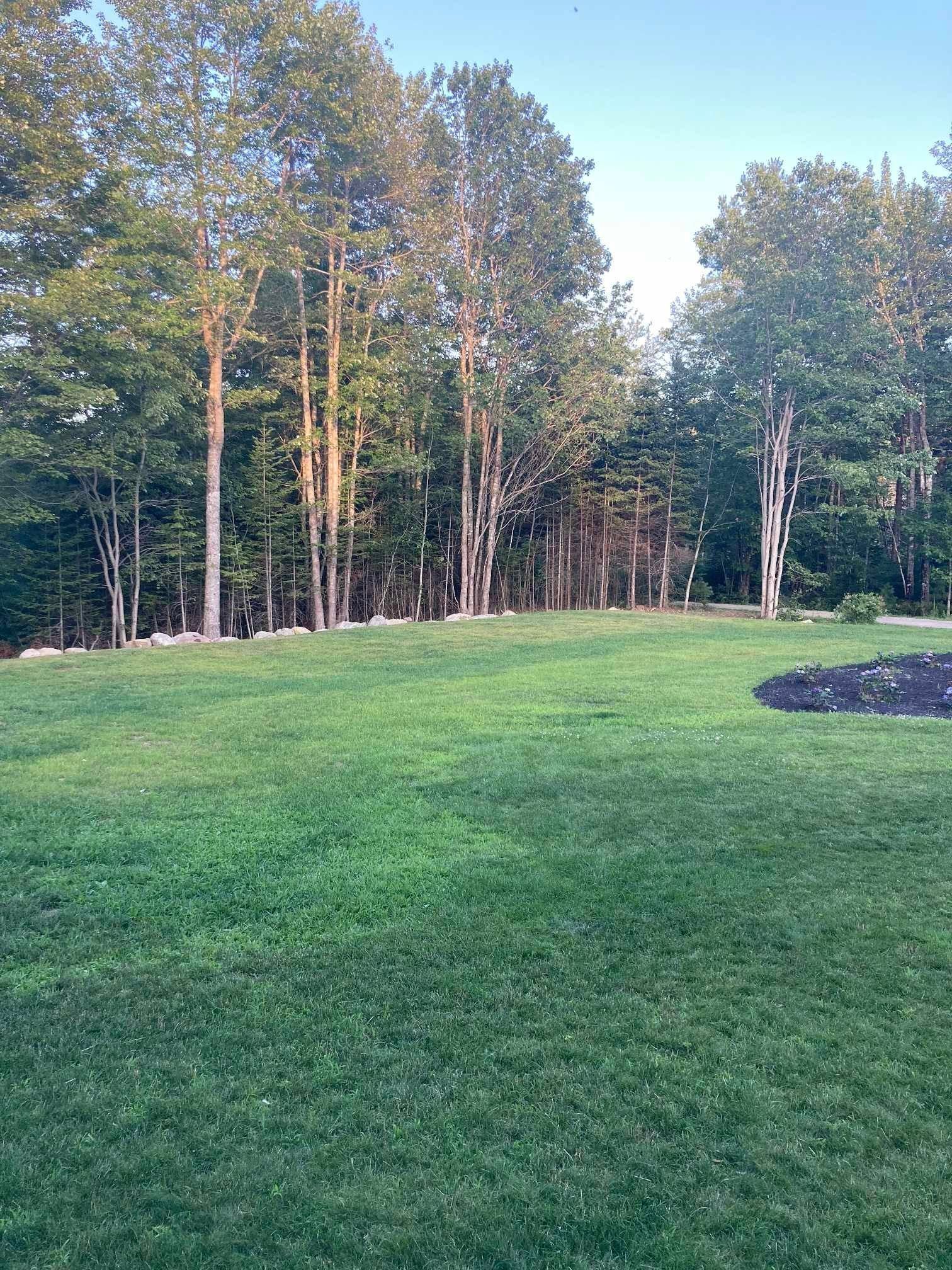 Grassy lawn bordered by tall trees under a clear sky, with a small mulch bed at right.