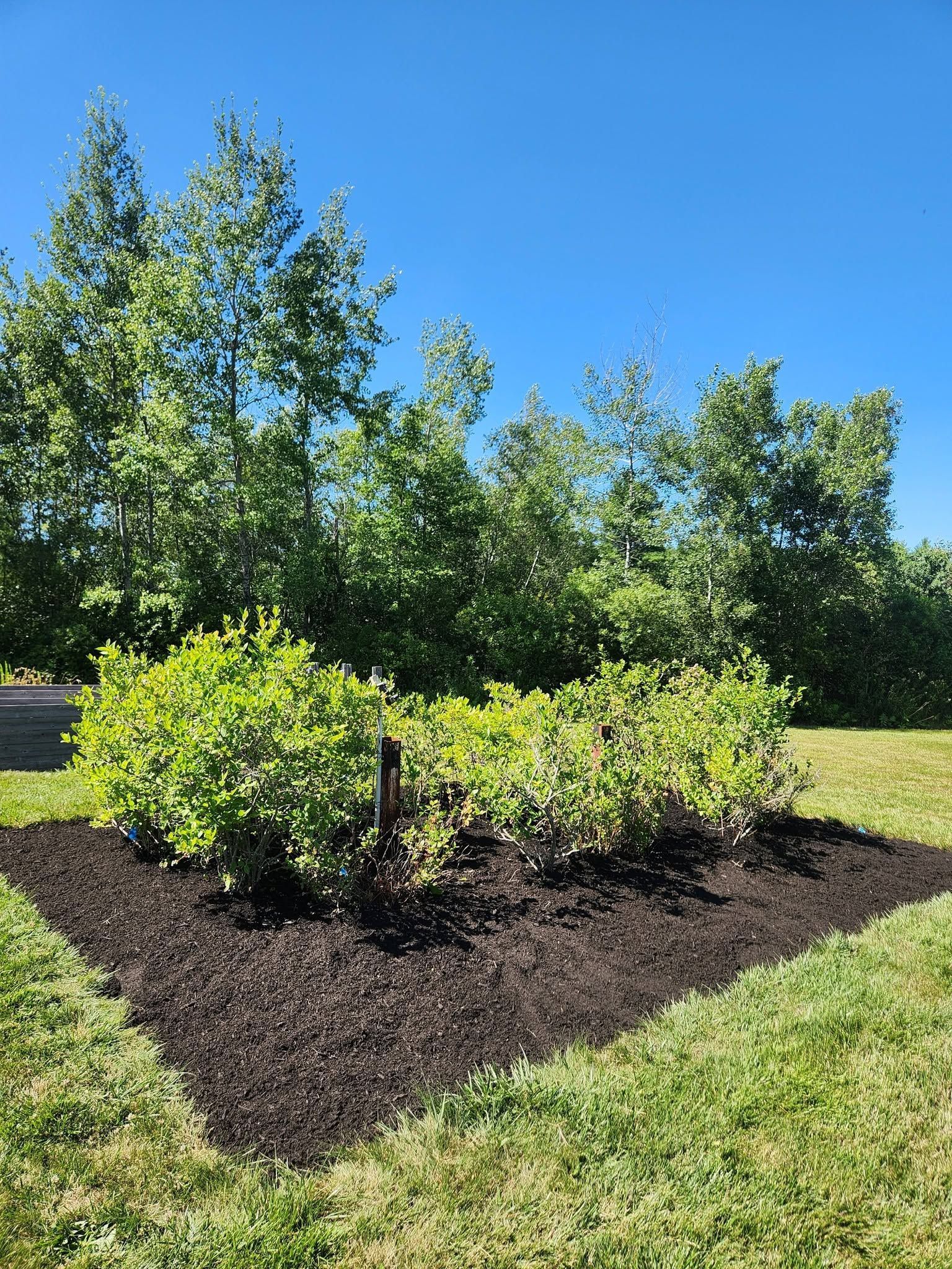 Shrub bed with green and yellow bushes in dark mulch under a bright blue sky