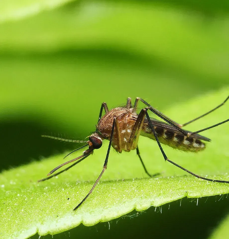 Mosquito perched on a bright green leaf, close-up view