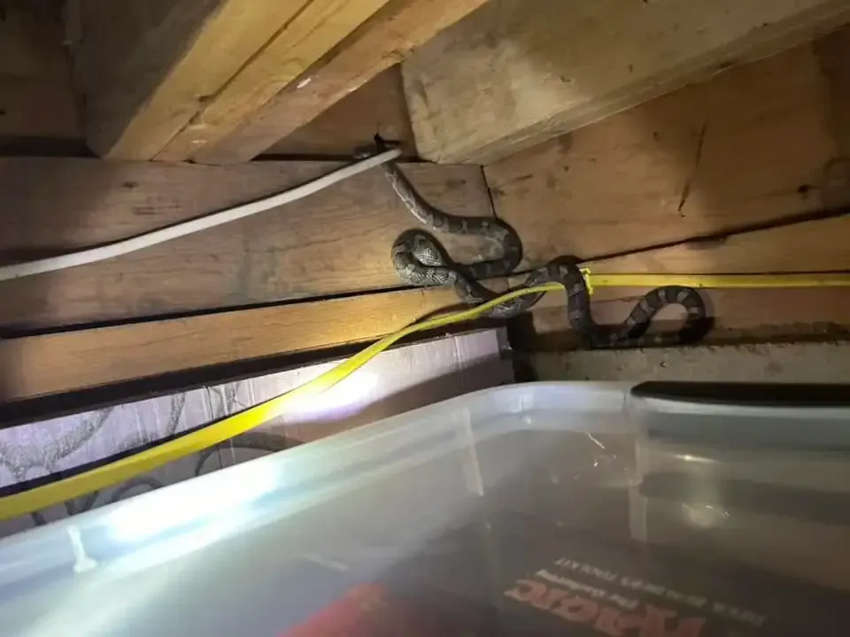 Snake in attic — wildlife pest removal NH`