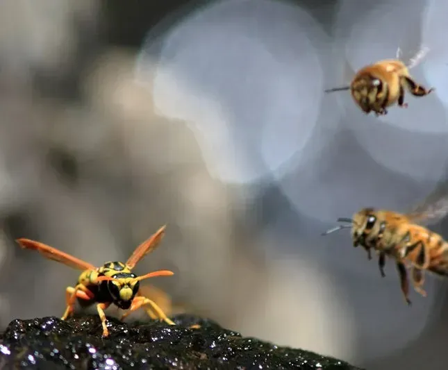Wasp nest removal service by Sully's Pest Services