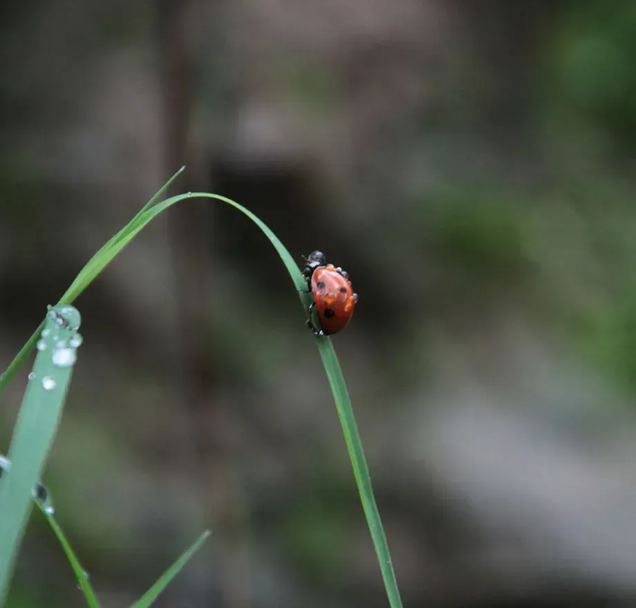 Ladybug on a green blade of grass, with a blurred natural background
