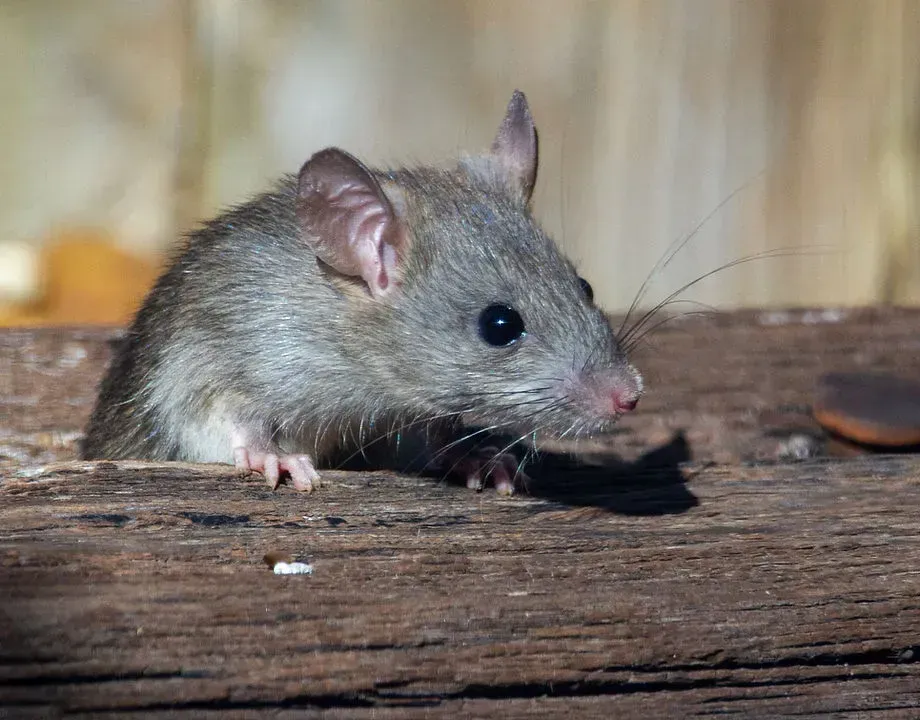 Pest inspector examining crawlspace during rodent inspection