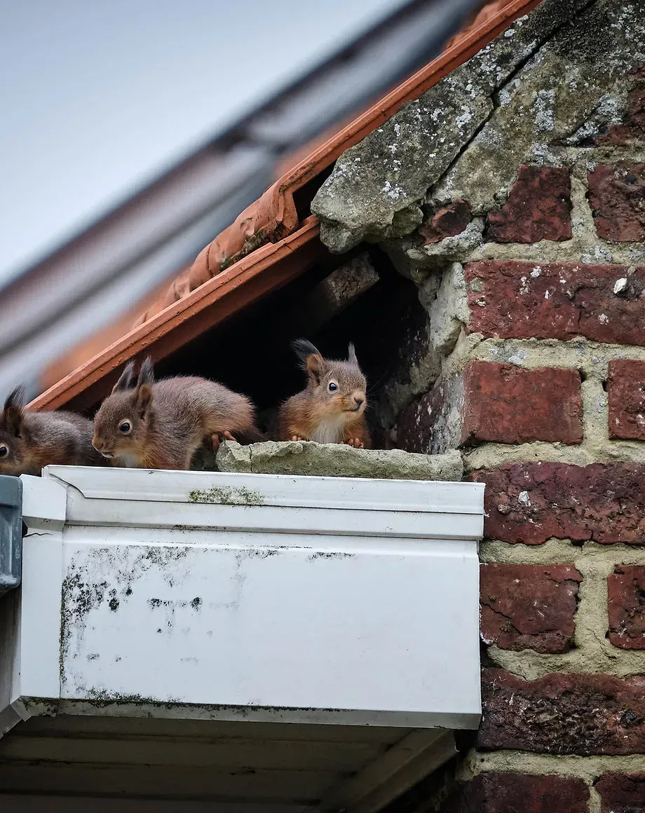 Wildlife removal — squirrels in roof Claremont NH