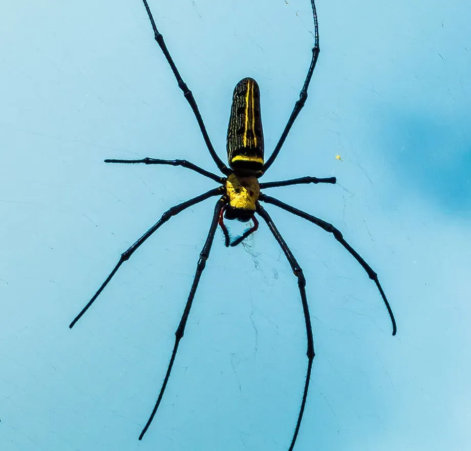 Black-and-yellow spider with long legs on a blue background