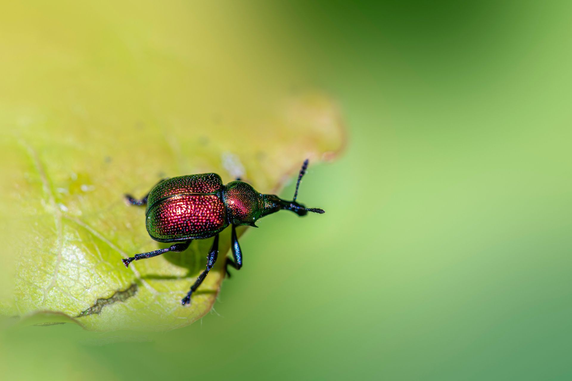 Red beetle on a green leaf