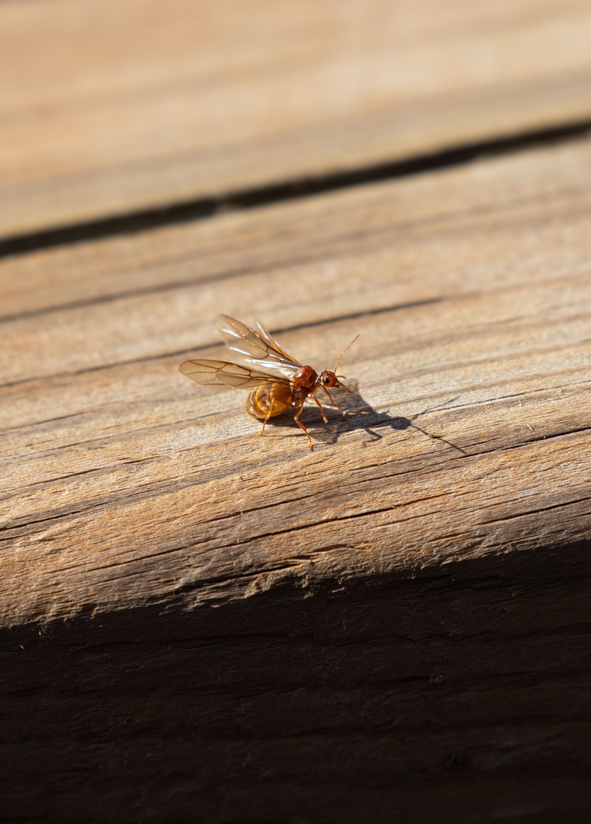 Tiny brown insect with wings resting on sunlit weathered wood plank
