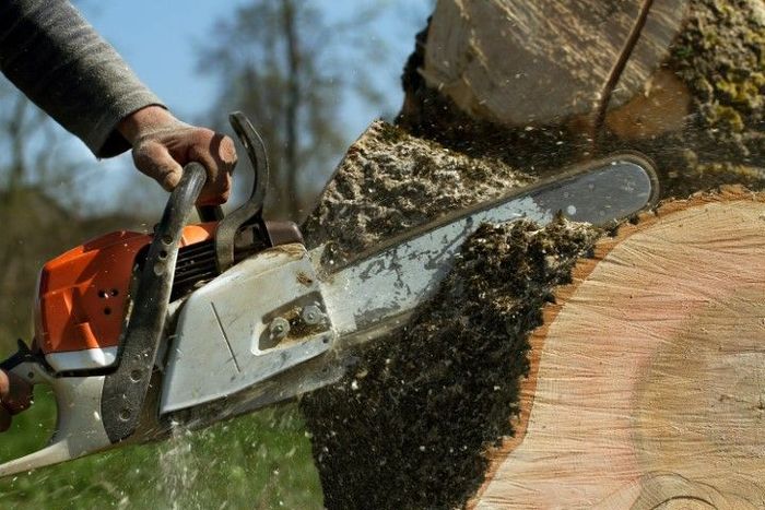 An image of Tree Service Company in Arlington Heights IL