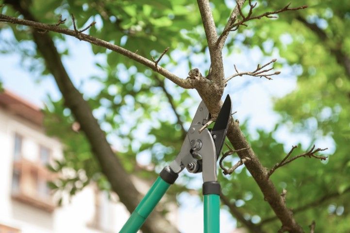 An image of Tree Removal in Arlington Heights IL