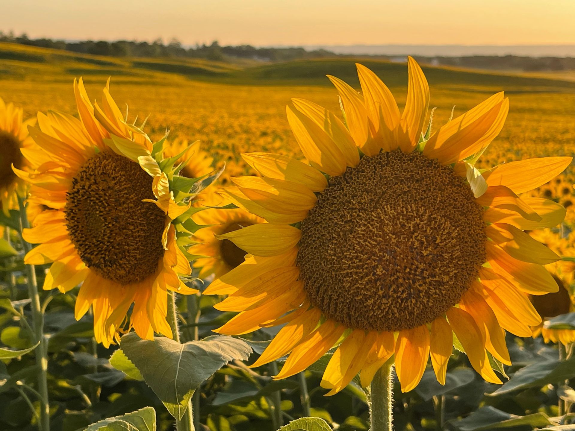 Sunflowers in a golden field at sunset, with two large blooms in the foreground.
