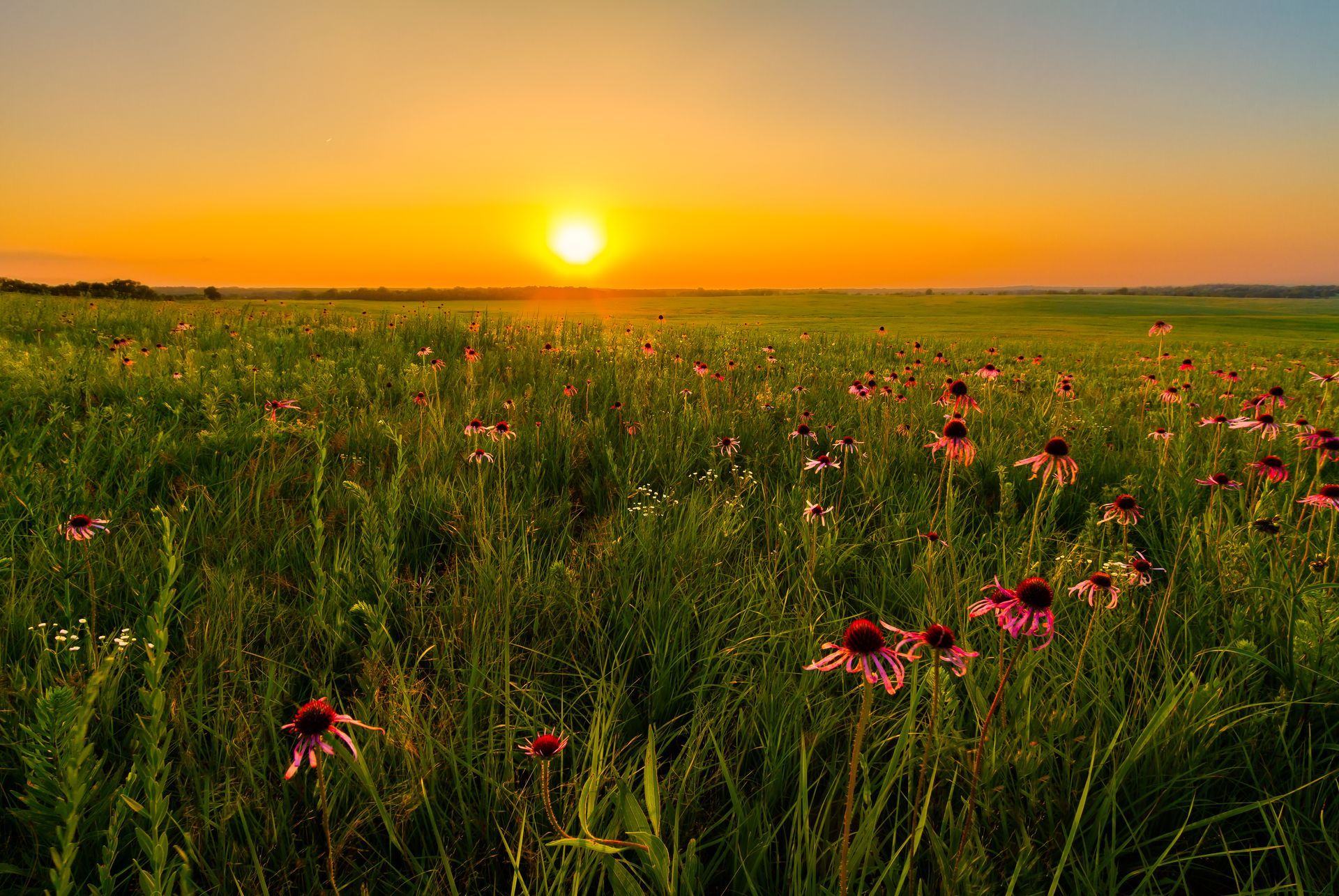 Sunset over a wildflower meadow with tall green grass and a glowing orange sky