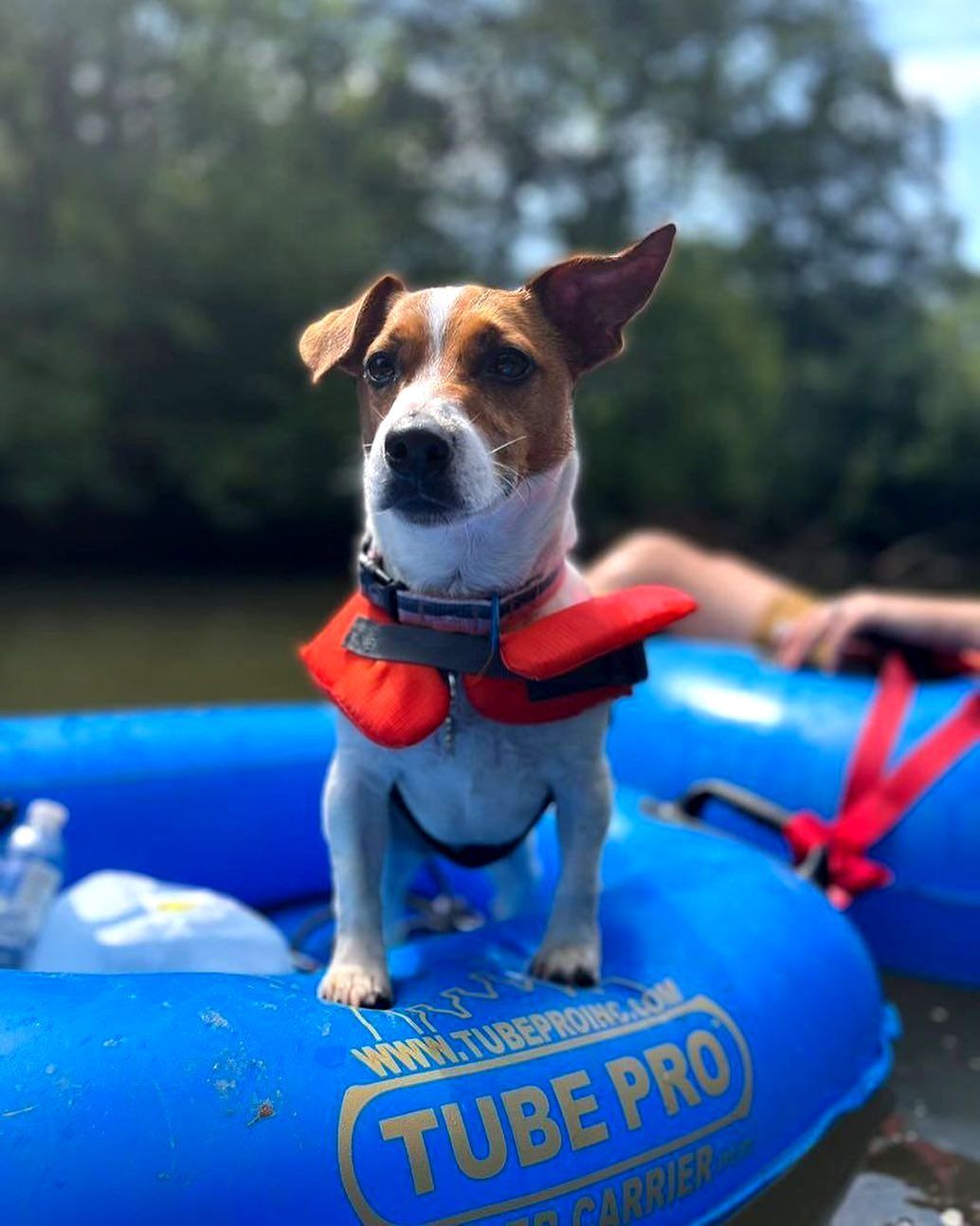 Dog floating on a tube with Saluda Outdoor River Company on the Saluda River in Greenville, SC