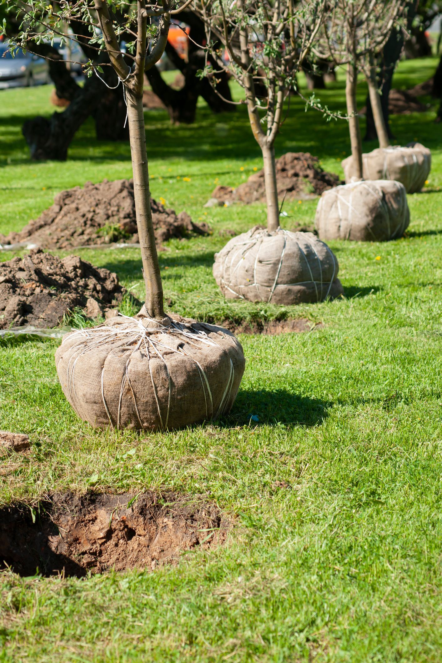 A row of trees sitting on top of a lush green lawn.
