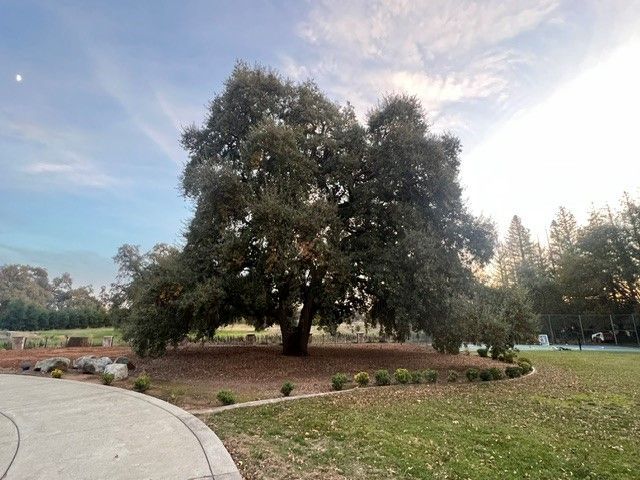 Tree pruning in Sacramento, CA - FC Valley Tree Care Inc.