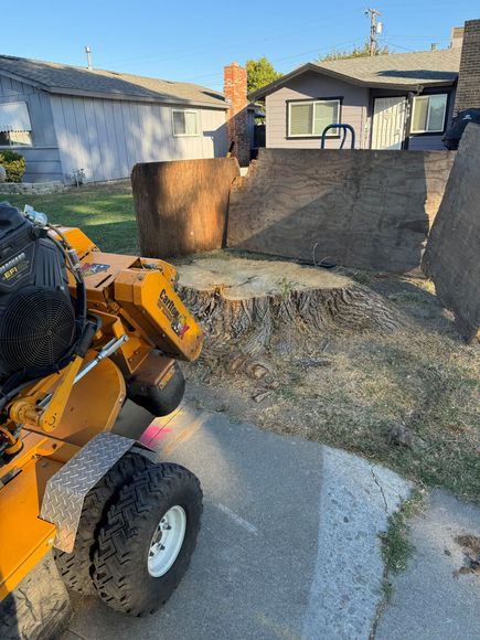 A stump grinder is cutting a tree stump in a yard in Sacramento, CA.