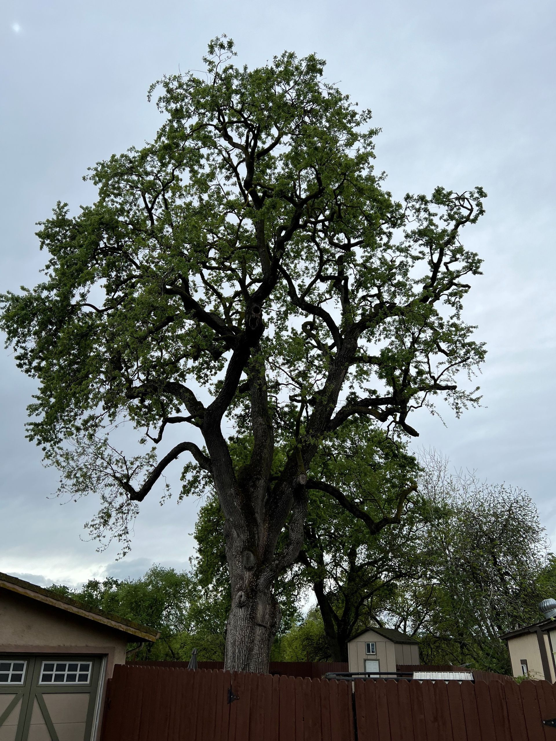 Tree Pruning in Sacramento, CA - FC Valley Tree Care Inc.