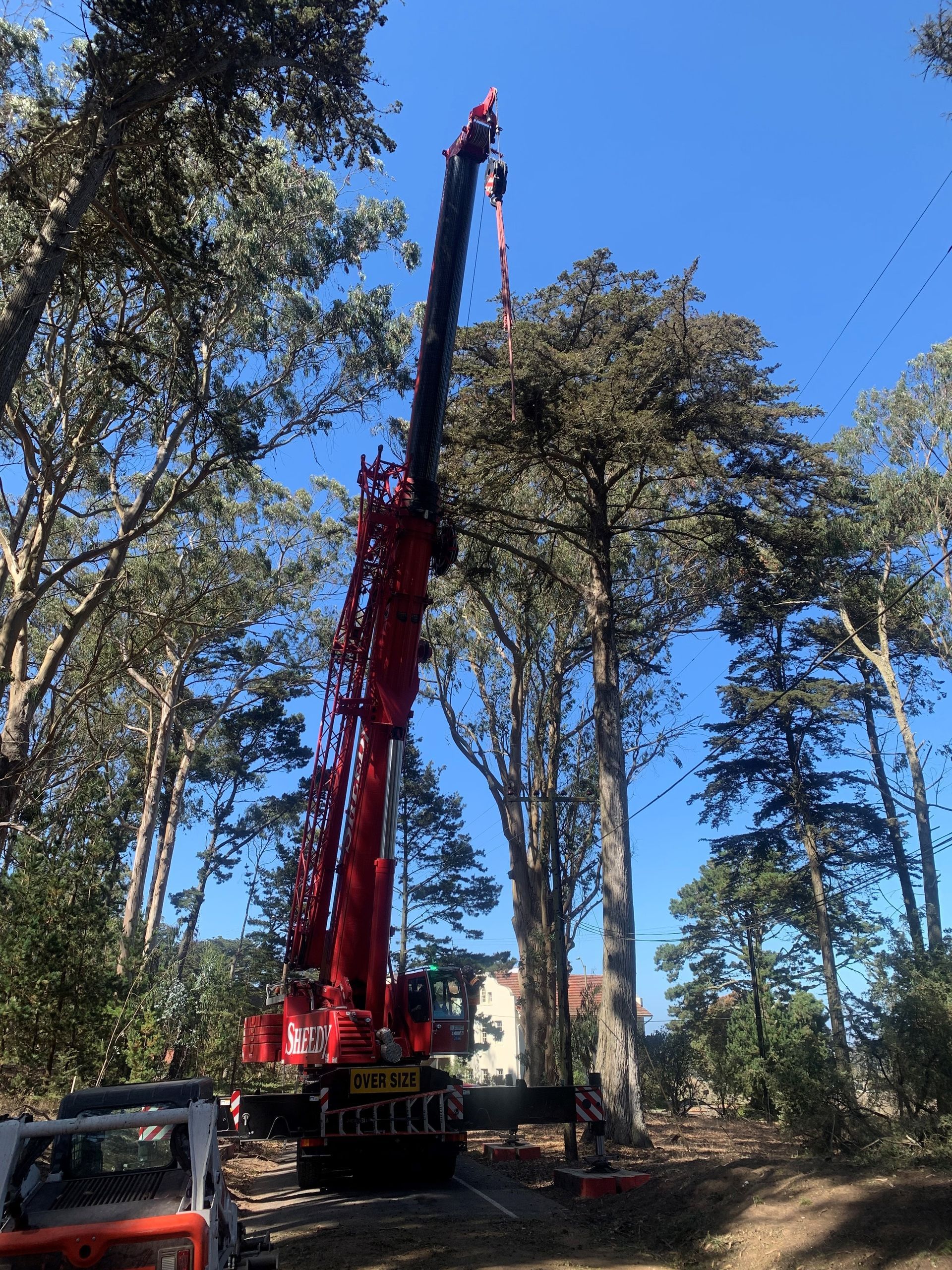 Tree Removal in Sacramento, CA - FC Valley Tree Care Inc.