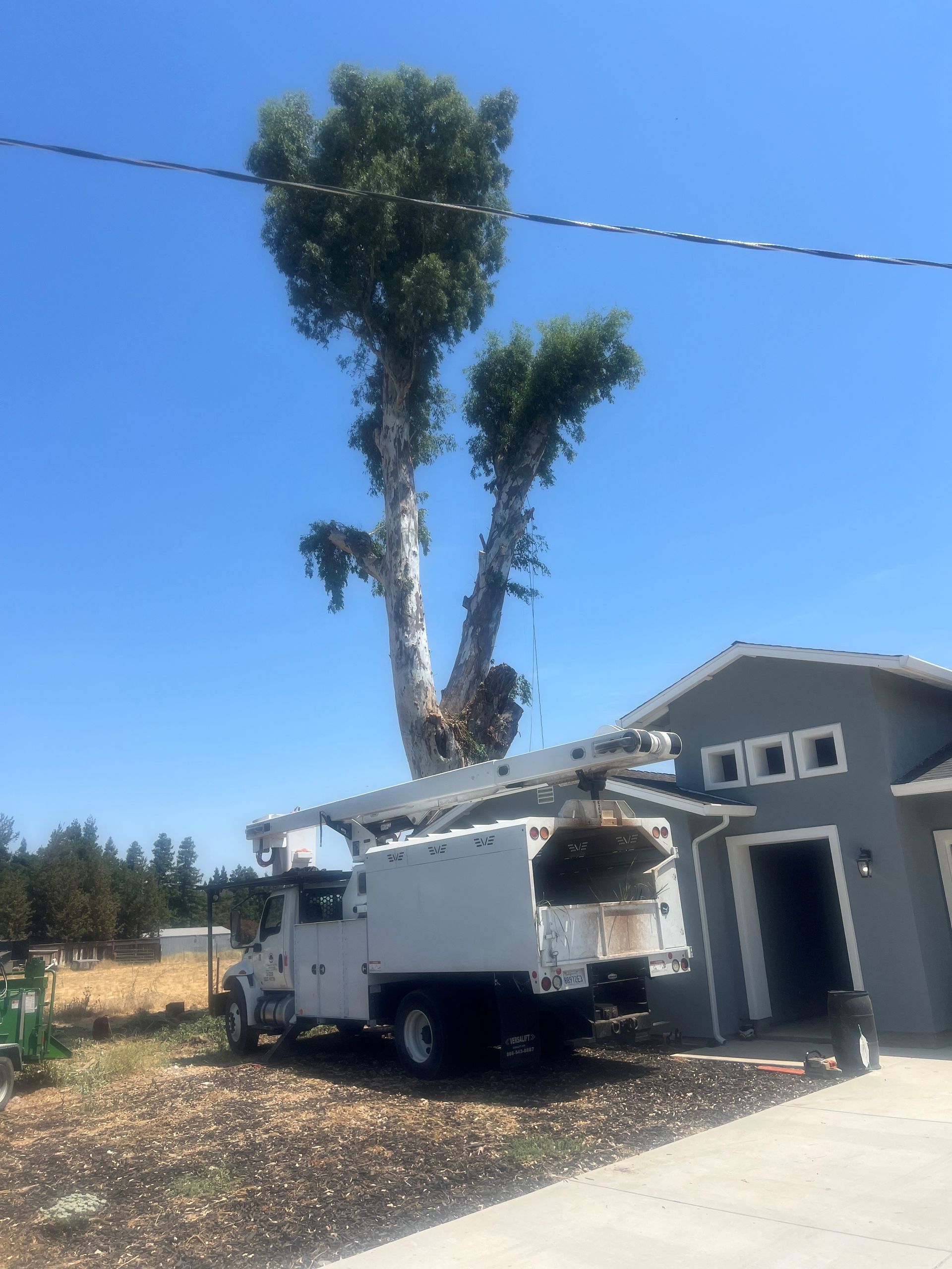 Tree Removal in Sacramento, CA - FC Valley Tree Care Inc.