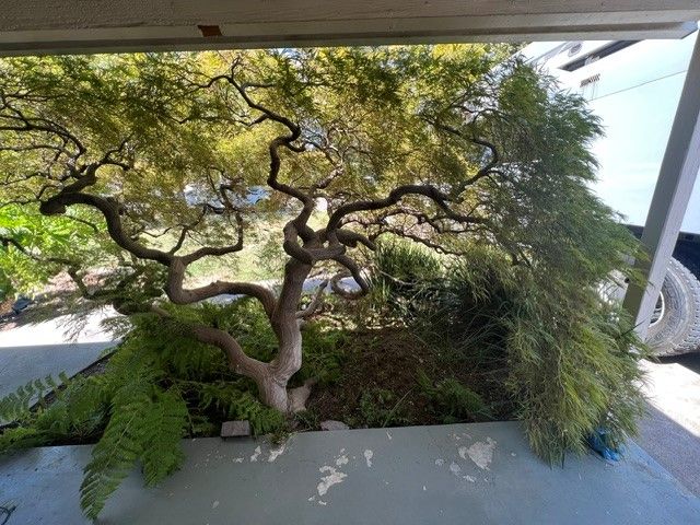 Tree pruning in Sacramento, CA - FC Valley Tree Care Inc.