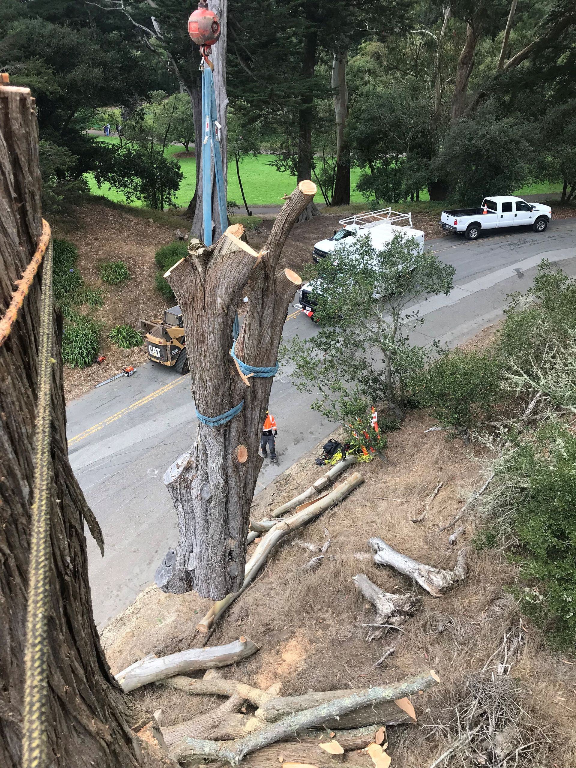 Tree Removal in Sacramento, CA - FC Valley Tree Care Inc.