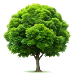 A tree with lots of green leaves on a white background in Sacramento, CA