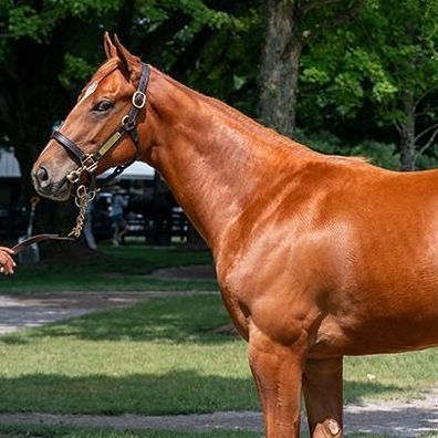 Chestnut horse standing on a grassy path, wearing a bridle in a wooded park.