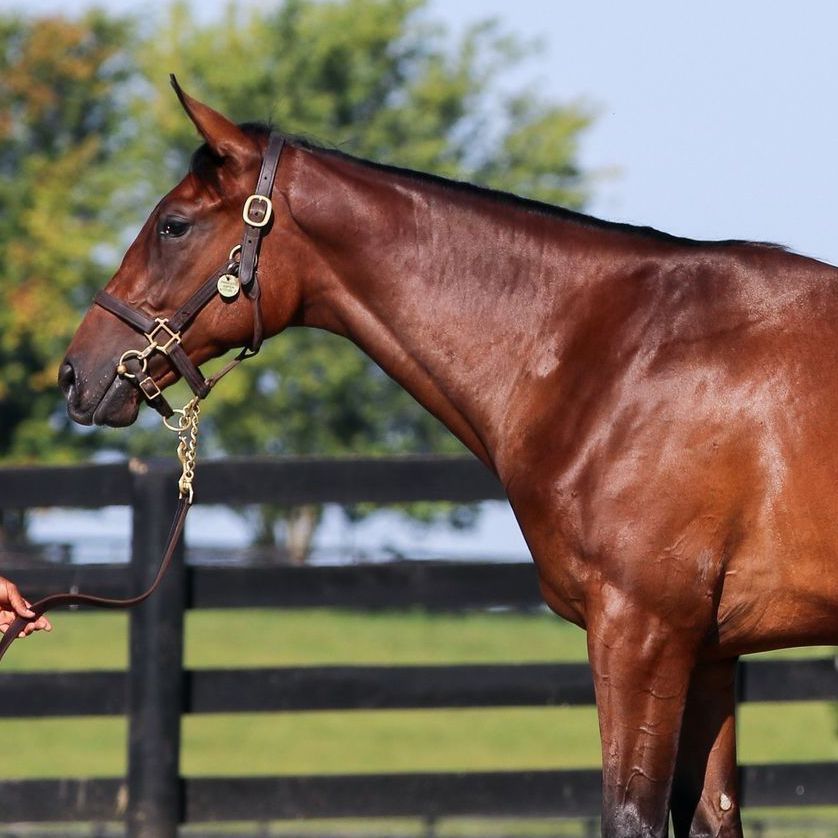 Chestnut horse wearing a halter, standing outdoors beside a black fence with trees in the background