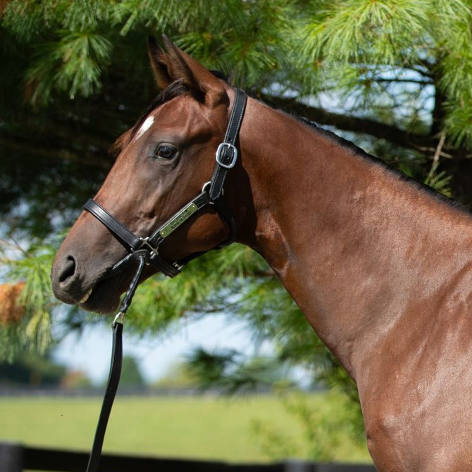 Brown horse in a black halter standing beside green pine branches outdoors