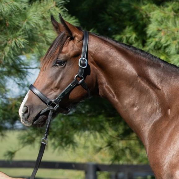 Close-up of a brown horse wearing a black halter, standing outdoors with trees in the background