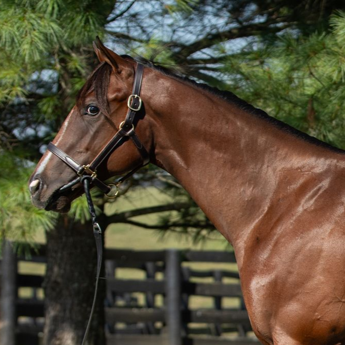Brown horse in a bridle standing outdoors against a wooden fence and green trees