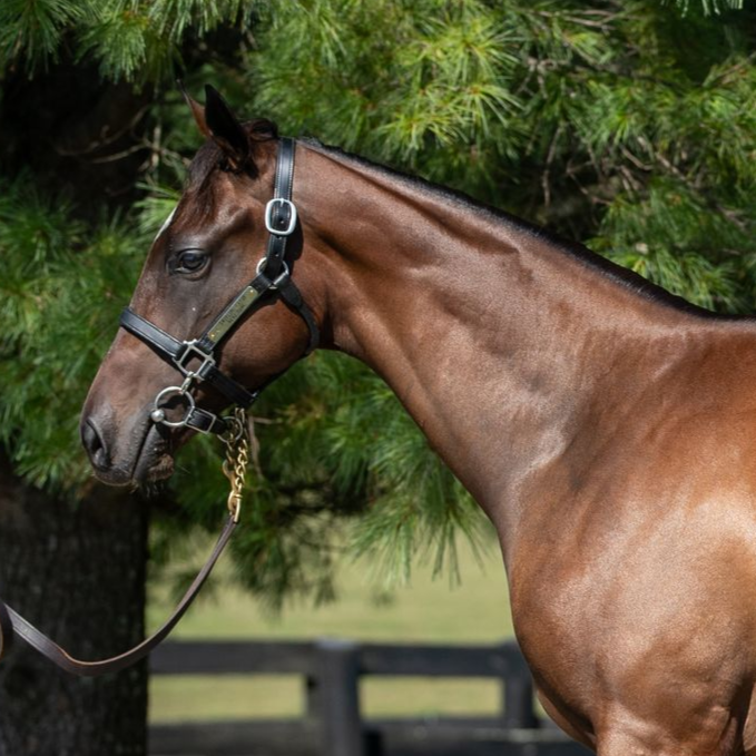 Brown horse in a halter standing outdoors near trees and a fence