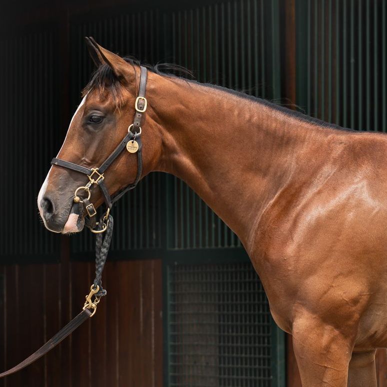 Chestnut horse in profile wearing a halter, standing in a stable doorway
