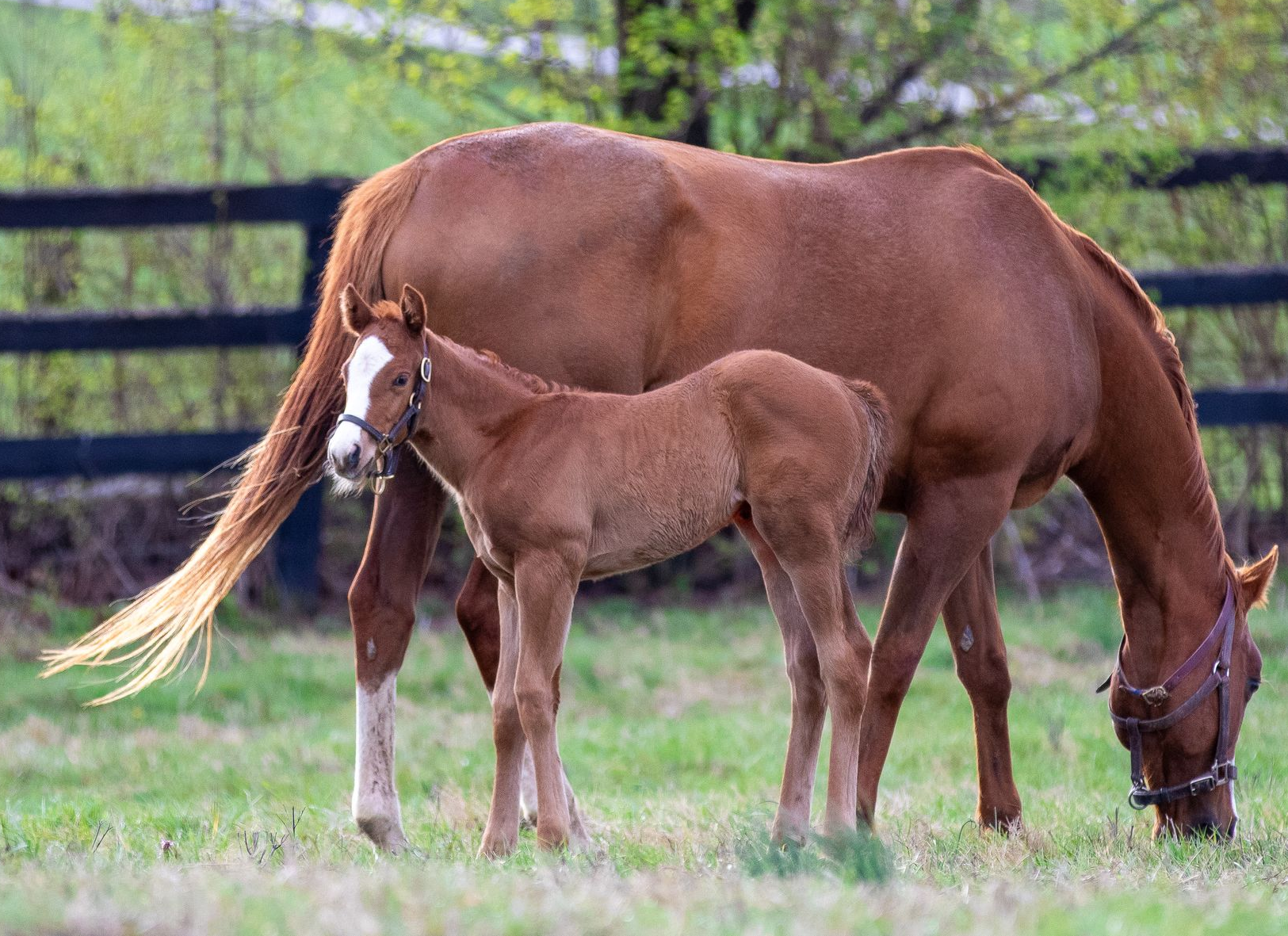 Brown mare and foal grazing in a grassy field with a wooden fence in the background