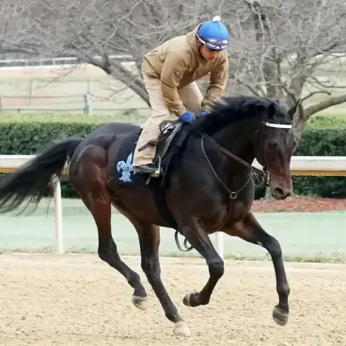 Rider in tan gear leans forward on a dark horse galloping on a dirt track.