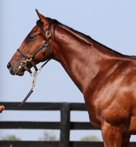 Chestnut horse wearing a halter, standing by a fence against a blue sky.