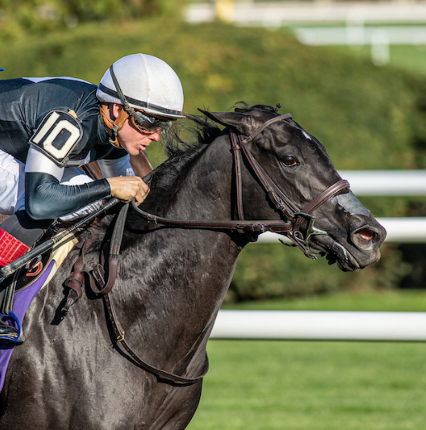 Jockey in white helmet rides a black racehorse on a track, close-up in motion.