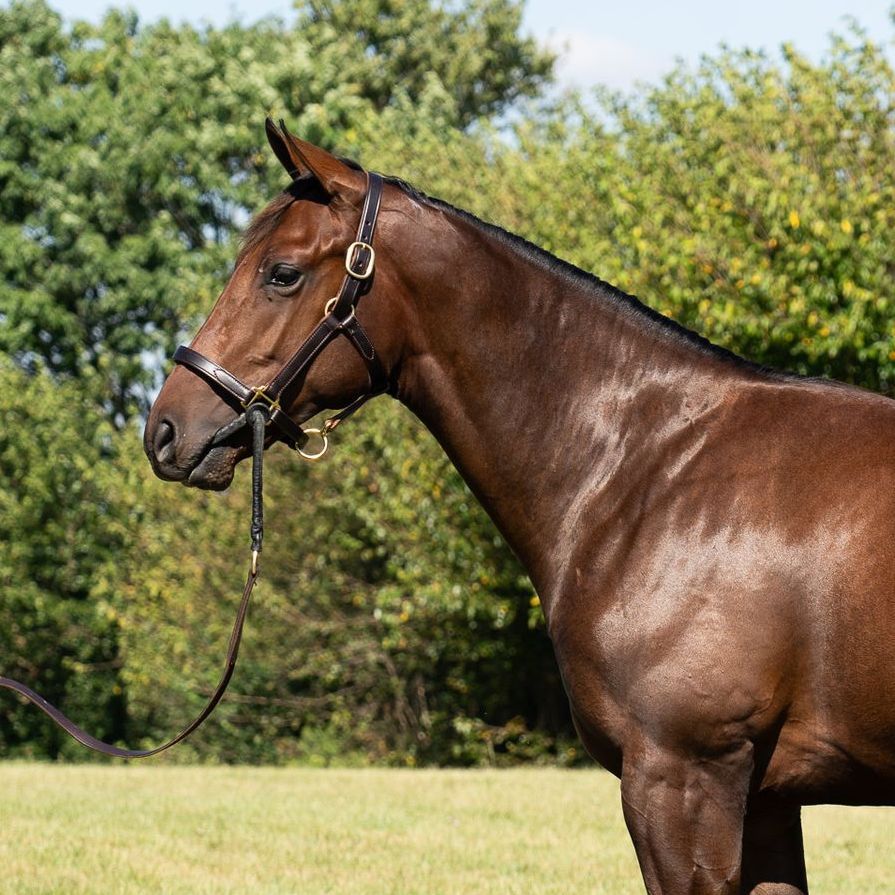 Brown horse in a bridle standing in a grassy field with trees in the background