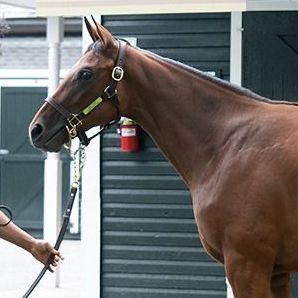 Brown horse wearing a halter, being led by a person in a stable area