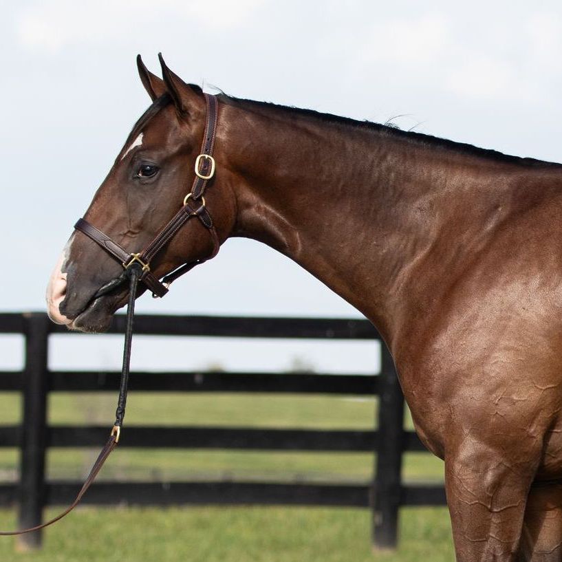 Brown horse in a bridle standing in profile by a fence outdoors