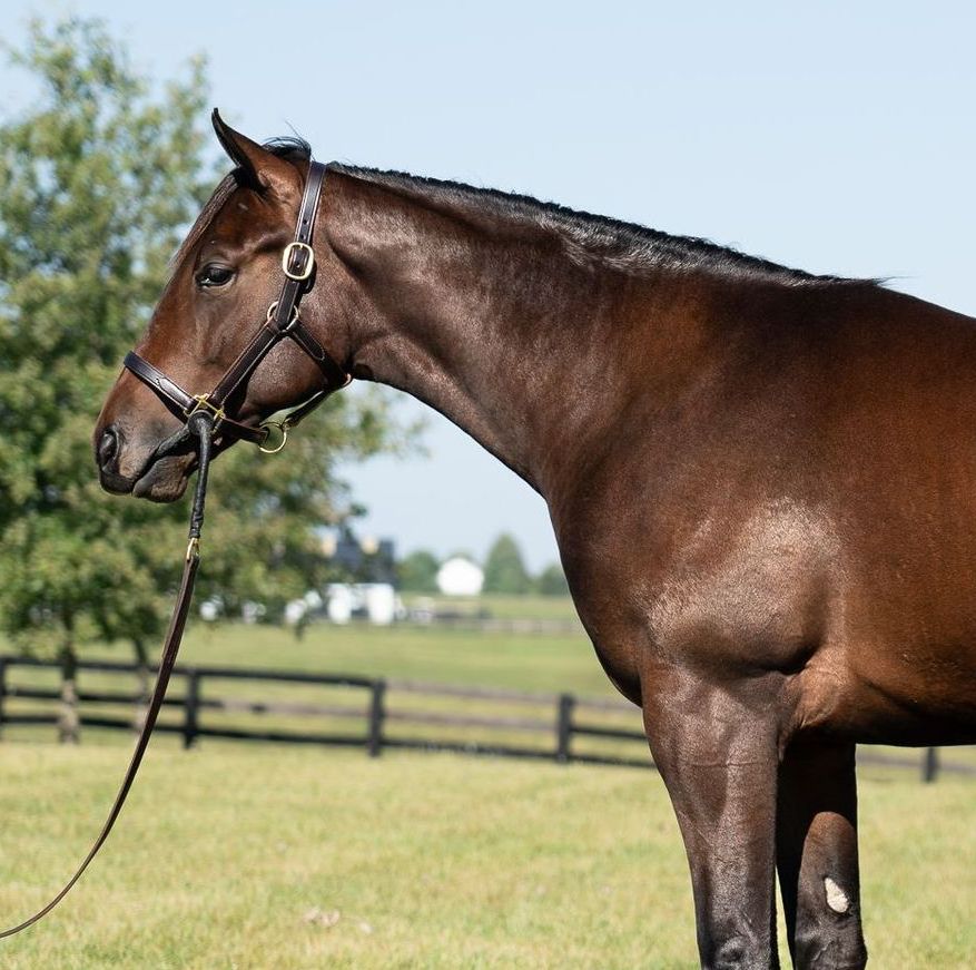Brown horse in a halter standing in a grassy field with a fence and trees in the background