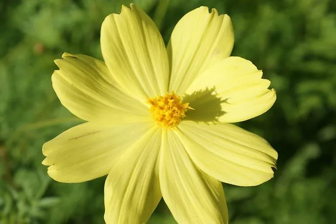 Yellow Flower Yellow Flower