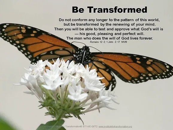 Butterfly on a Flower Butterfly on a Flower