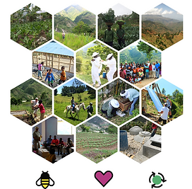 Honeycomb Shaped Collage Honeycomb Shaped Collage